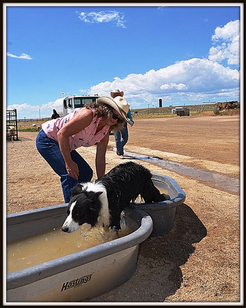 Laddie Cools Off. Photo by Terry Allen.