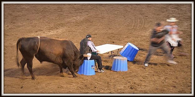 Bull Poker. Photo by Terry Allen.