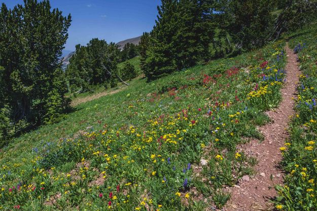 Flower lined trail. Photo by Dave Bell.