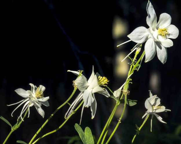 Columbine. Photo by Dave Bell.