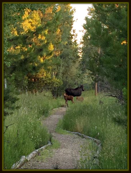 Moose in the Park. Photo by Nylla Kunard.