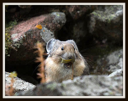 The Surly Pika. Photo by Arnie Brokling.