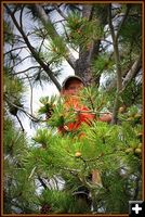 Garrett up a Tree. Photo by Terry Allen.