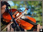 Rosin Up the Bow. Photo by Terry Allen.