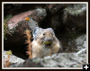 The Surly Pika. Photo by Arnie Brokling.