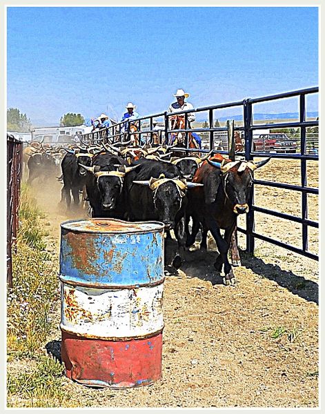 Bringing the Steers In. Photo by Terry Allen.