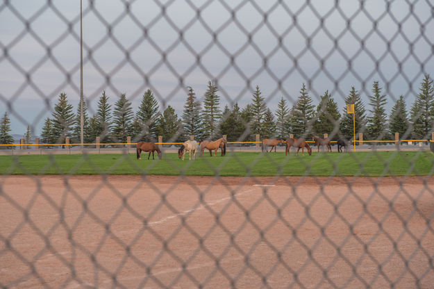 Outstanding in their field. Photo by Arnold Brokling.