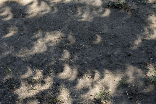 Pinhole eclipse shadows. Photo by Pete Arnold.