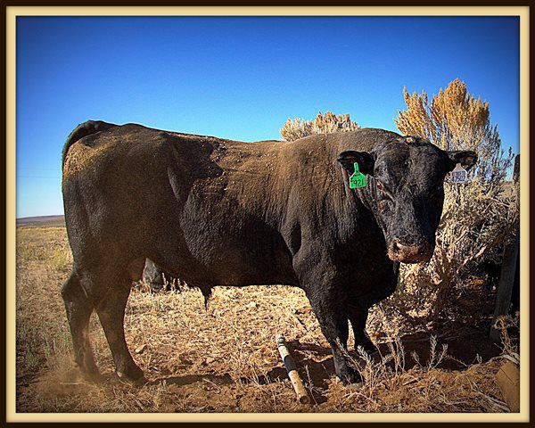 Checking out the Camera Threat. Photo by Terry Allen.