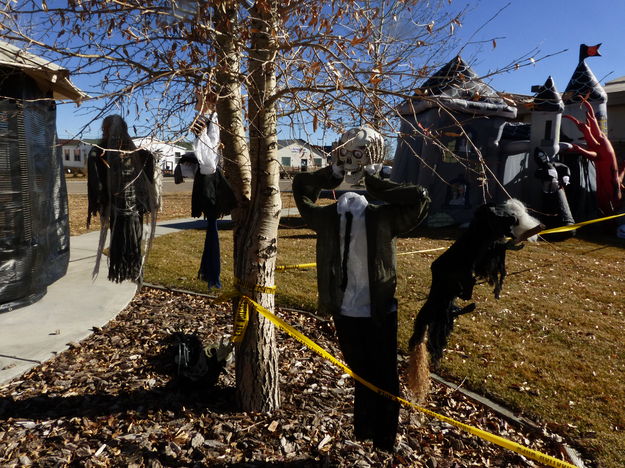 Hanging from the trees. Photo by Dawn Ballou, Pinedale Online.