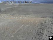 Pronghorn crossing the overpass bridge. Photo by Trappers Point Wildlife Overpass webcam.