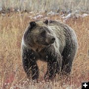 Griz. Photo by Dave Bell.