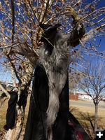 Witch. Photo by Dawn Ballou, Pinedale Online.