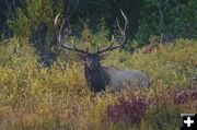 Majestic Elk. Photo by Dave Bell.