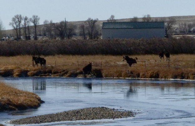 Hopping over. Photo by Dawn Ballou, Pinedale Online.