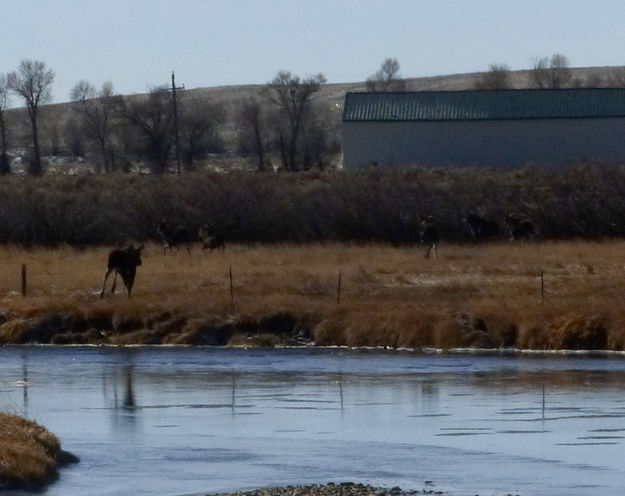 One more to cross. Photo by Dawn Ballou, Pinedale Online.