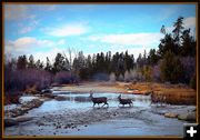 Deer Trotting. Photo by Terry Allen.