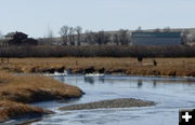 4 in the river. Photo by Dawn Ballou, Pinedale Online.