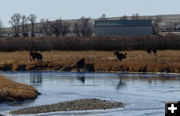 Hopping over. Photo by Dawn Ballou, Pinedale Online.