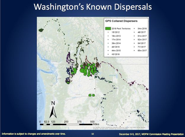 WA wolves. Photo by WA DFW.