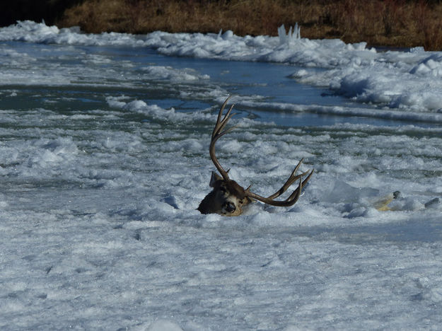 Head above the water. Photo by Dawn Ballou, Pinedale Online.