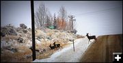 Deer on the Course. Photo by Terry Allen.