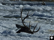 Frozen in. Photo by Dawn Ballou, Pinedale Online.