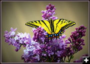 Lilac and Butterfly at Sylvan Bay. Photo by Terry Allen.