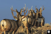 Buck Points. Photo by Dave Bell.