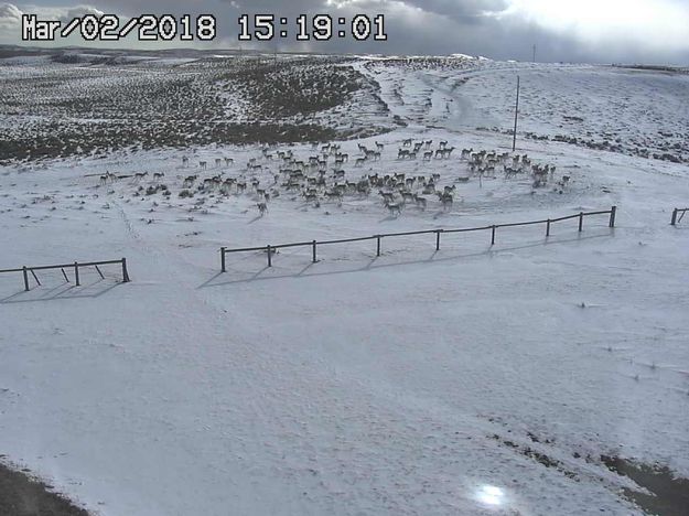 2018 spring pronghorn. Photo by Trappers Point Wildlife Overpass webcam.