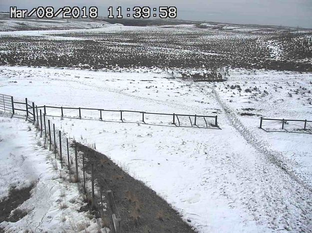 March 8 herd. Photo by Trappers Point Wildlife Overpass webcam.