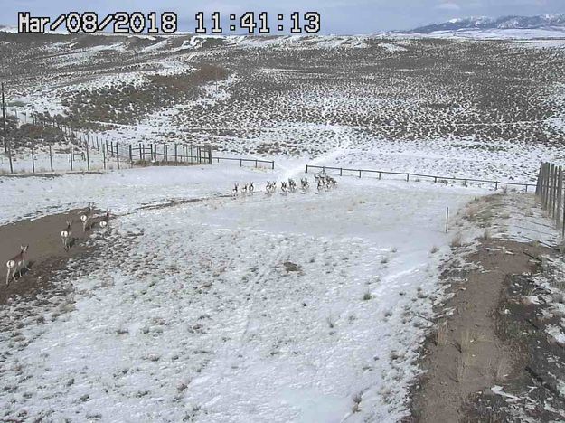 March 8 herd crossing overpass. Photo by Trappers Point Wildlife Overpass webcam.