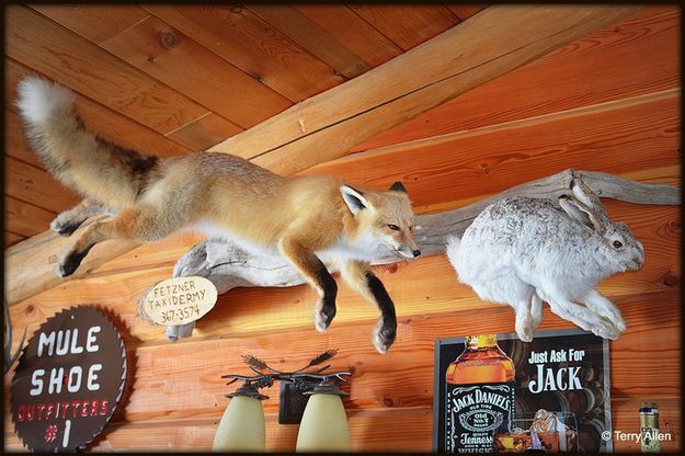 Fox and Rabbit. Photo by Terry Allen.