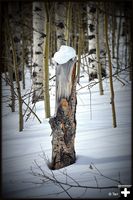 A Face in a Trunk. Photo by Terry Allen.