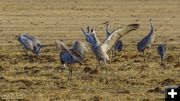 Sandhill Cranes. Photo by Dave Bell.