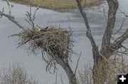 Bald Eagle nest. Photo by Dave Bell.