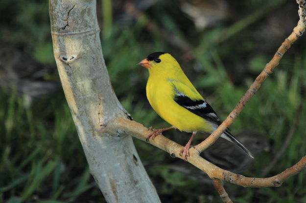 American Goldfinch. Photo by Fred Pflughoft.