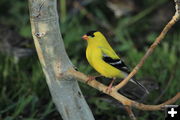 American Goldfinch. Photo by Fred Pflughoft.