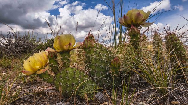 Cactus in bloom. Photo by Dave Bell, Pinedale Online.