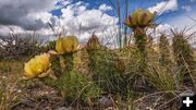 Cactus in bloom. Photo by Dave Bell, Pinedale Online.