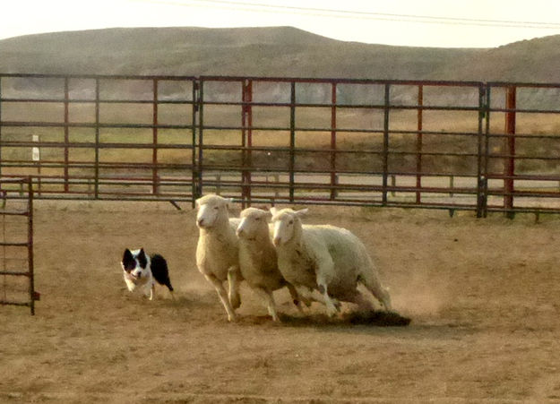 Livestock Dog demonstrations. Photo by Dawn Ballou, Pinedale Online.