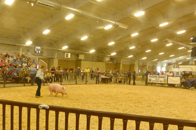 Livestock Sale. Photo by Dawn Ballou, Pinedale Online.