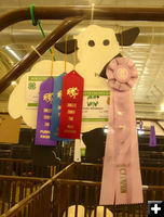 Callie's ribbons. Photo by Dawn Ballou, Pinedale Online.