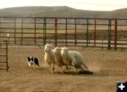 Livestock Dog demonstrations. Photo by Dawn Ballou, Pinedale Online.