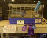 Grand Champion Rabbit. Photo by Dawn Ballou, Pinedale Online.