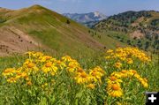 High country flowers. Photo by Dave Bell.