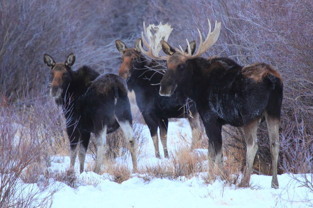 Big guy and his ladies. Photo by Fred Pflughoft.