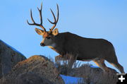 Nice buck. Photo by Fred Pflughoft.