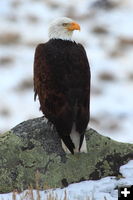 Bald Eagle. Photo by Fred Pflughoft.