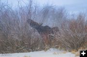 Snowy Moose Chomper. Photo by Dave Bell.